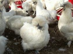 清里高原でのびのびと飼育している鳥骨鶏