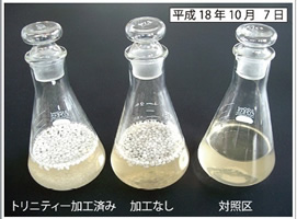 環境保全研究所 浄化植水 実験