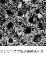 化石サンゴの電子顕微鏡写真