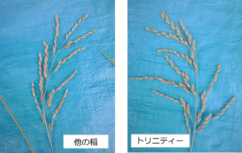 環境保全研究所 トリニティゼット 米 効果