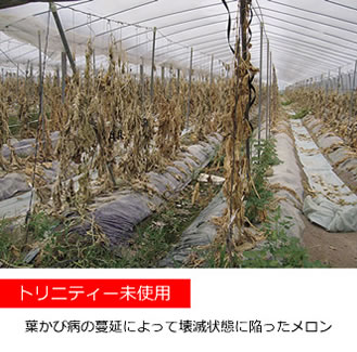 トリニティゼット 野菜 果物 効果