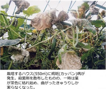 トリニティゼット 野菜 果物 効果